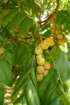 P1120915 Juglans mandshurica leaf nut cluster Bellingham